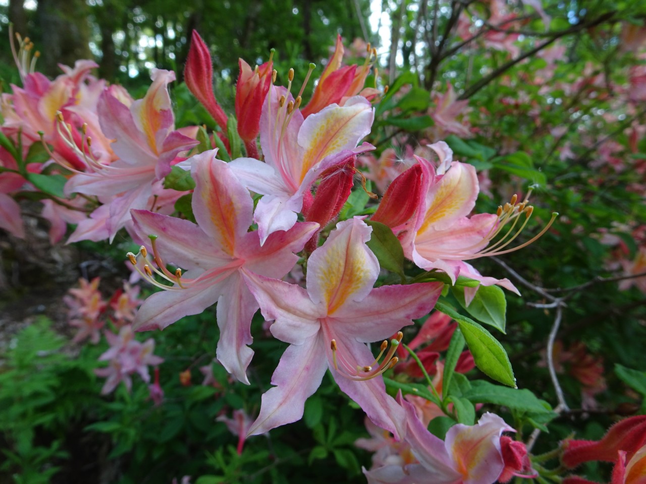 'Tower Beauty'